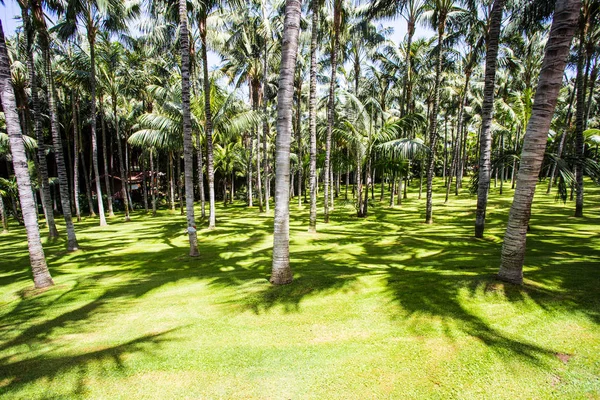 Tenerife Adası, İspanya - 14 Temmuz: Tenerife tropikal palmiye korusu. Kanarya Adaları, İspanya.