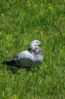 Hutchinson Kansas Usa 'da yeşil çimlerde oturan renkli bir güvercin resmi.. 