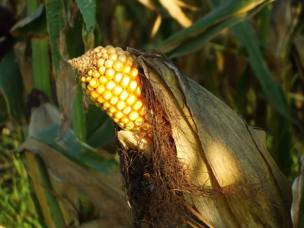 Closeup Shot Yellow Corn Corn Field Farm East Sterling Kansas — Stock Photo, Image