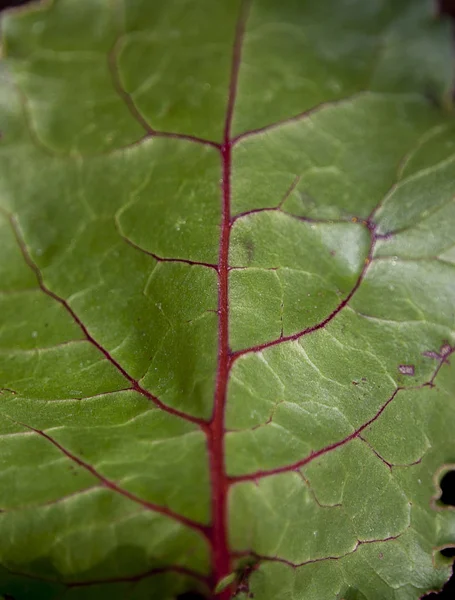 Red Beet Leaf Covered Water Drops Close Background Texture — Stock Photo, Image