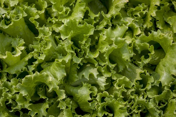 Grön Sallad Konsistens Sallad Med Gröna Salladsblad — Stockfoto