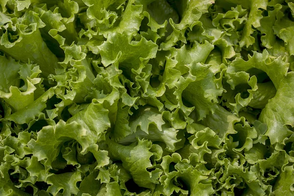 Zelený Salát Texturu Zelené Listy Salátu Jako Pozadí — Stock fotografie