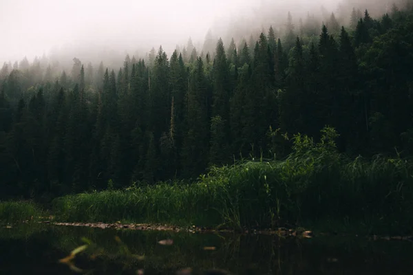 Nebbia nella foresta autunnale. — Foto Stock