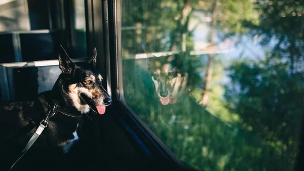 Hund som ser ut av togvinduet . – stockfoto