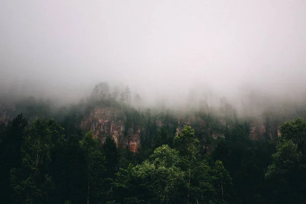 Nevoeiro na floresta de outono. — Fotografia de Stock