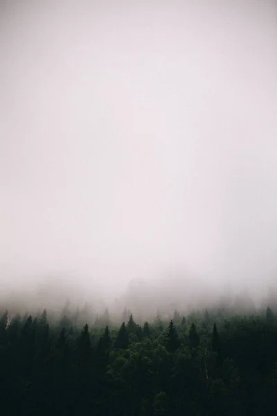 Nevoeiro na floresta de outono. Processamento sob o filme . — Fotografia de Stock