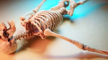 Minyatür İnsan İskelet Modeli Yaklaş