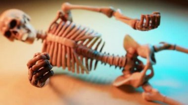 Minyatür İnsan İskelet Modeli Yaklaş