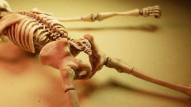 Minyatür İnsan İskelet Modeli Yaklaş