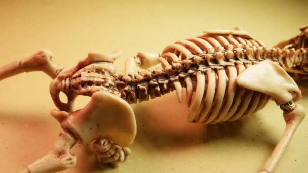 Miniature Human Skeleton Model Close — Stock Video