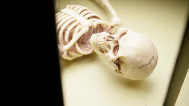 Modelo Esqueleto Humano Miniatura Cerca — Vídeo de stock
