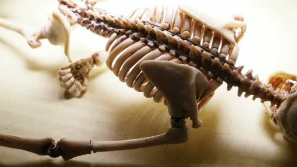 Miniature Human Skeleton Model Close — Stock Video