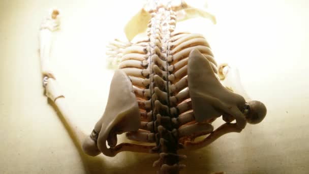 Miniature Human Skeleton Model Close — Stock Video