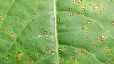 Doğadaki yeşil bir yaprağın kapağını kapat. 