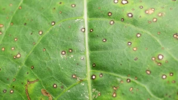 Primer Plano Una Hoja Verde Naturaleza — Vídeo de stock