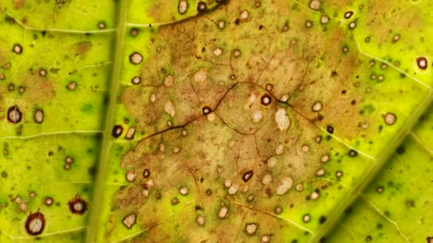 Primo Piano Una Foglia Verde Natura — Video Stock