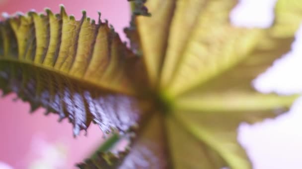 Närbild Ett Grönt Löv Naturen — Stockvideo