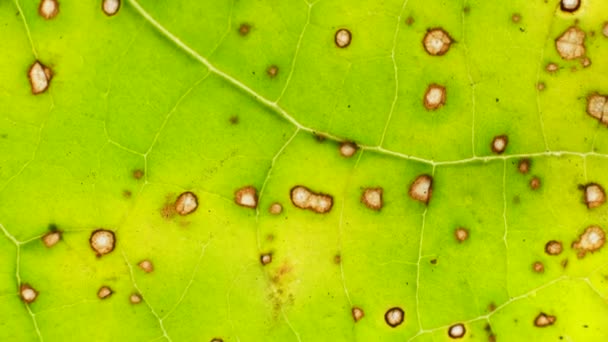 Primo Piano Una Foglia Verde Natura — Video Stock