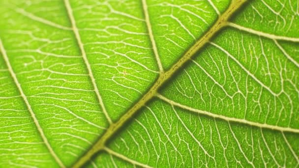 gros plan d'une feuille verte dans la nature 