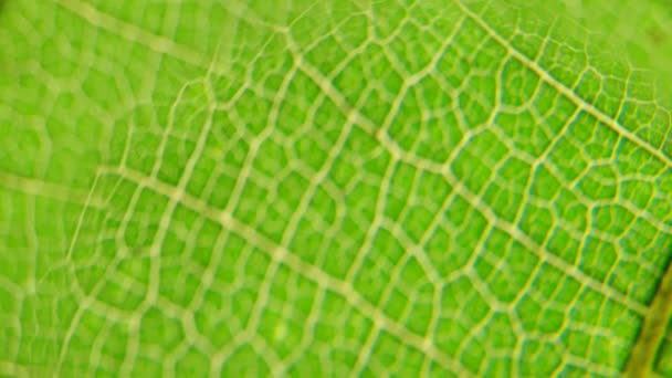 Makro Pchnięciu Zielony Liści Roślin Zostały Przeanalizowane — Wideo stockowe