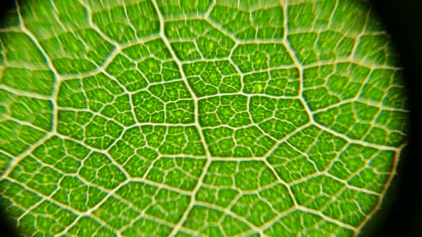 对绿叶和植物的宏观射击进行了分析 — 图库视频影像