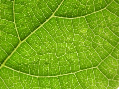 Doğadaki yeşil bir yaprağın kapağını kapat. 