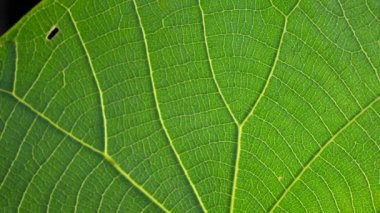 Makro çekim yeşil yapraklar ve bitkiler analiz