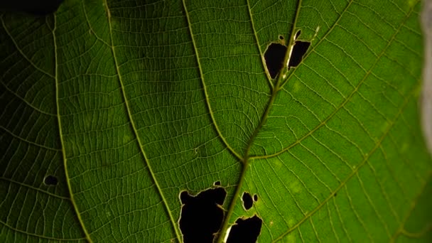 Macro shot de feuilles vertes et de plantes a été analysé 