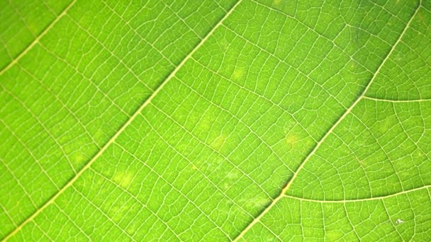 Macro Shot Hojas Verdes Plantas Sido Analizado — Vídeo de stock