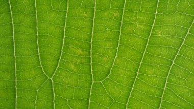 Makro çekim yeşil yapraklar ve bitkiler analiz