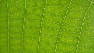 Makro çekim yeşil yapraklar ve bitkiler analiz