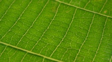 Makro çekim yeşil yapraklar ve bitkiler analiz