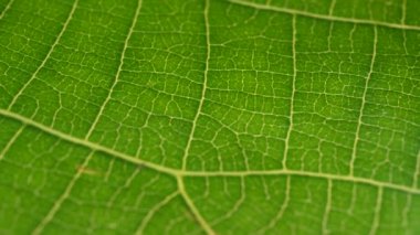 Makro çekim yeşil yapraklar ve bitkiler analiz