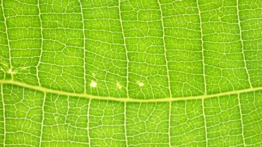 Makro çekim yeşil yapraklar ve bitkiler analiz