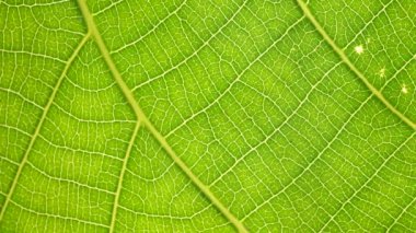 Makro çekim yeşil yapraklar ve bitkiler analiz