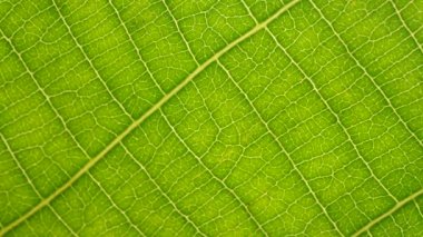 Makro çekim yeşil yapraklar ve bitkiler analiz