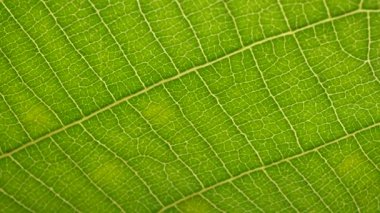 Doğadaki yeşil bir yaprağın kapağını kapat.