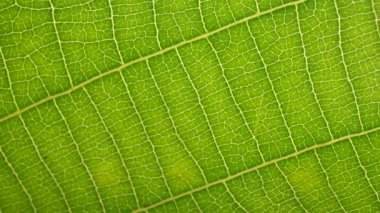 Doğadaki yeşil bir yaprağın kapağını kapat.