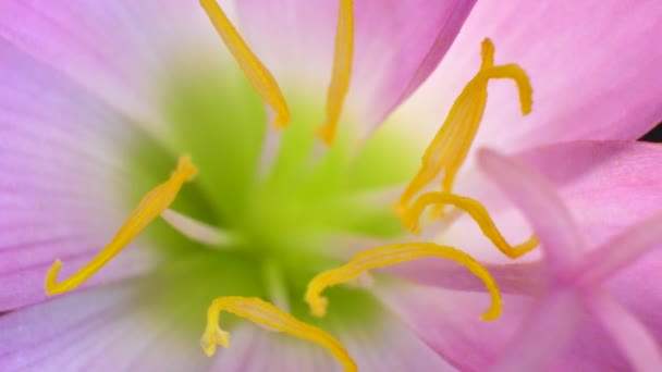 Zbliżenie Kwiatów Przyrodzie — Wideo stockowe