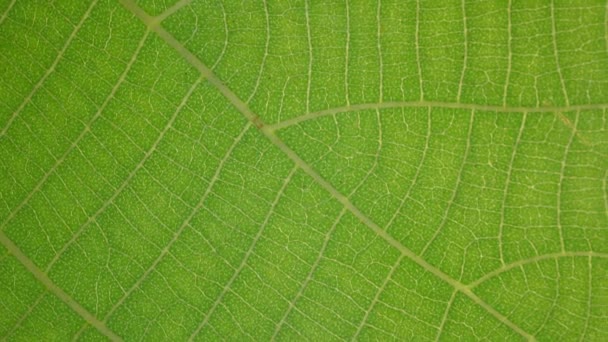 Makroaufnahme Grüner Blätter Und Pflanzen Analysiert — Stockvideo