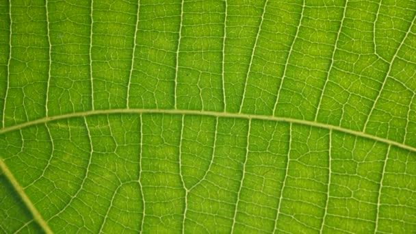 Macro Shot Foglie Piante Verdi Sono Stati Analizzati — Video Stock