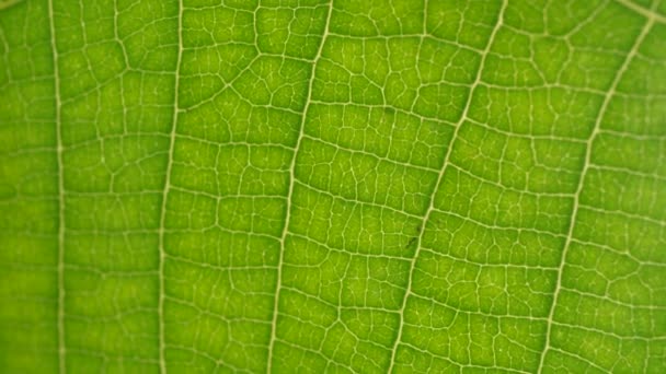 Makro Çekim Yeşil Yapraklar Bitkiler Analiz — Stok video