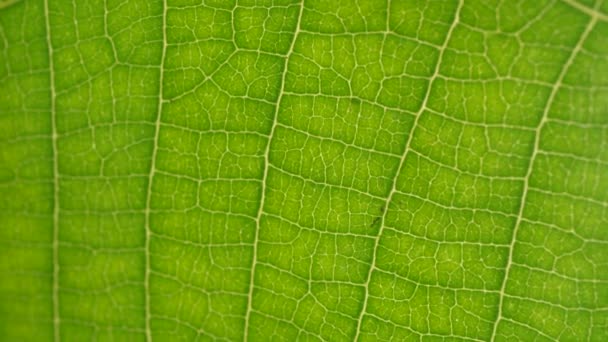 Macro Shot Hojas Verdes Plantas Sido Analizado — Vídeo de stock