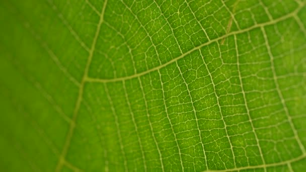 Проанализирован Макроснимок Зеленых Листьев Растений — стоковое видео