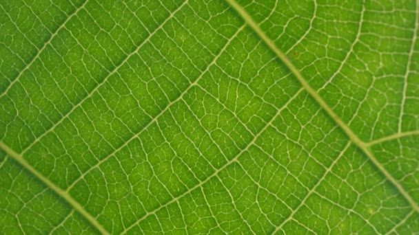 Macro Shot Green Leafs Plants Been Analyzed — Stock Video