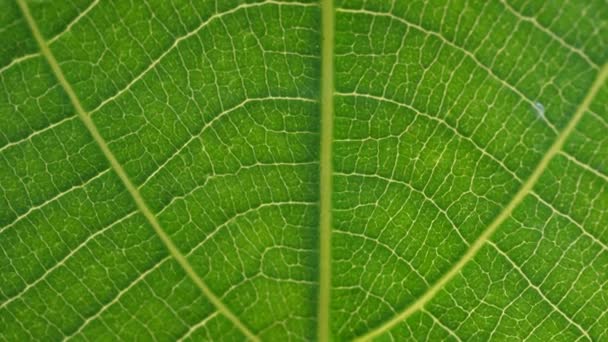 Makro Snímek Zelené Listy Rostliny Byly Analyzovány — Stock video