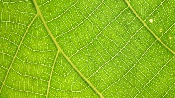Makro Pchnięciu Zielony Liści Roślin Zostały Przeanalizowane — Wideo stockowe