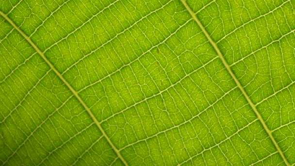 Gros Plan Une Feuille Verte Dans Nature — Video