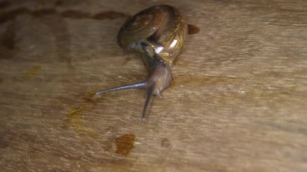 Primer Plano Caracol Viscoso Moviéndose Lentamente — Vídeos de Stock