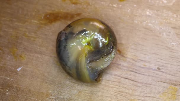 Gros Plan Escargot Visqueux Déplaçant Lentement — Video